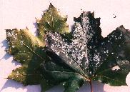Blanc--1028.jpg--Mycélium sur feuilles.  