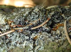 Leucostoma kunzei (Fr. :Fr.) Munk--1242.jpg--Chancre sur une branche.  