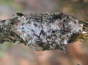 Leucostoma kunzei (Fr. :Fr.) Munk--3089.jpg--Chancre sur branche.    