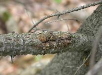 Leucostoma kunzei (Fr. :Fr.) Munk--3629.jpg--Chancre sur branche.  