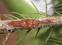 Cytospora canker--3987.jpg--Chancre sur branche.  