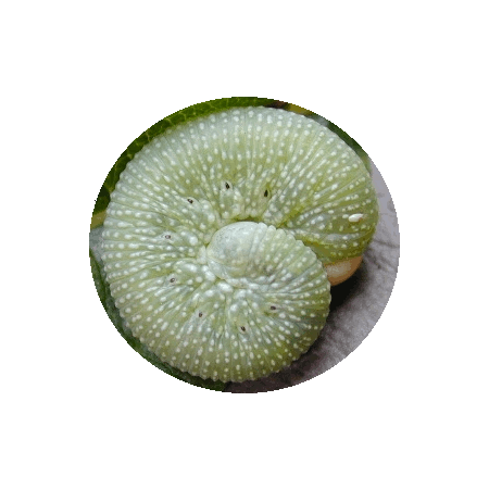 1_image1.gif