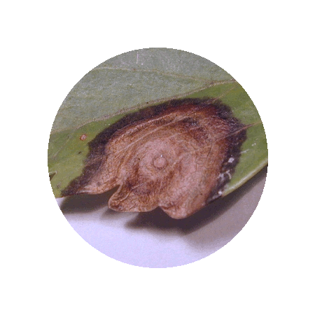 1_image8.gif
