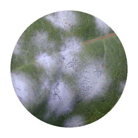 3_image5.gif